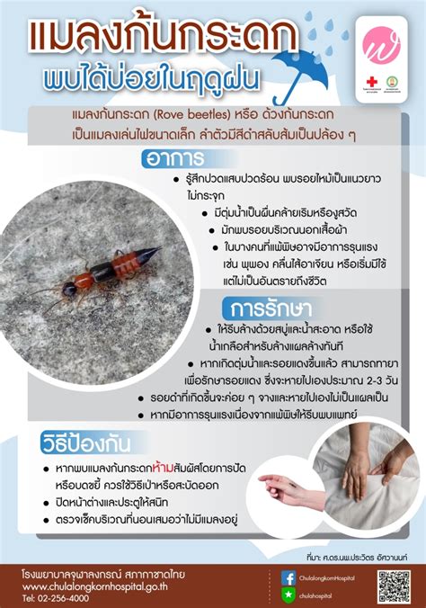 แมลงก้นกระดก พบได้บ่อยในฤดูฝน โรงพยาบาลจุฬาลงกรณ์ สภากาชาดไทย