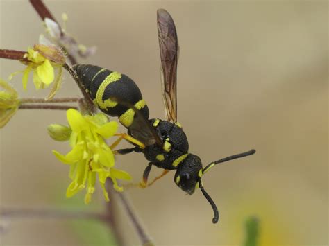 Parodontodynerus Ephippium Eumeninae Potter Wasps Flickr