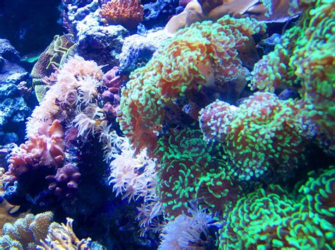 Coral Bed Undersea World Under The Sea Beautiful World