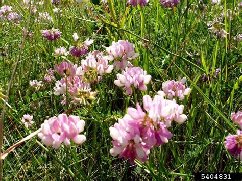 Purple Crown Vetch Securigera Varia Fabales Fabaceae Leguminosae