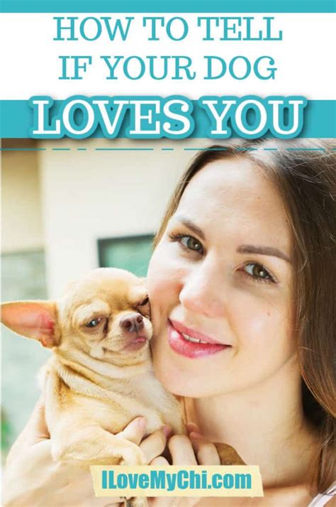 How Do You Tell If A Dog Loves You