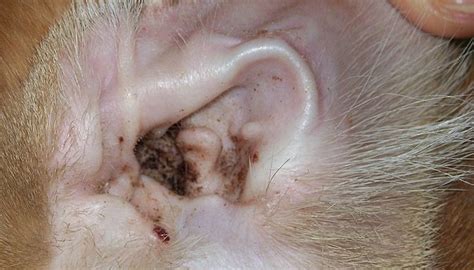 Cats Ear Infections Animals