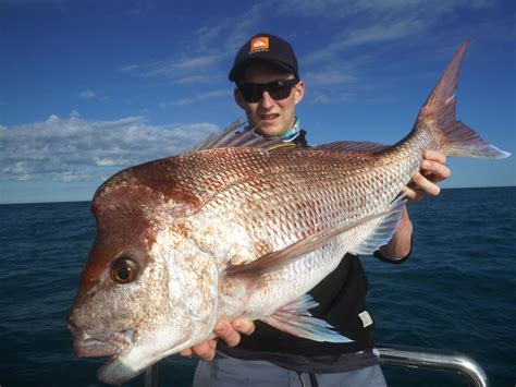 Snapper Queensland Australia Fishing Hervey Bay Fly And Sportfishing