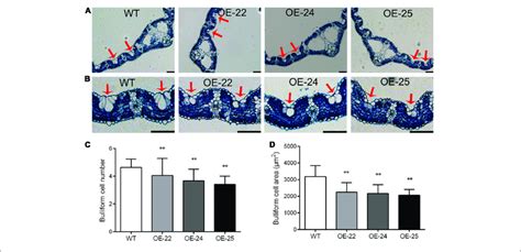Bulliform Cell Number And Size In The Leaves Of Oe Osrrk1 Plants A