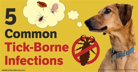 5 Commonly Diagnosed Tick Borne Infections In Dogs