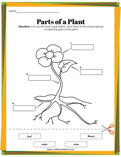 Parts Of Plants Worksheet Worksheet24