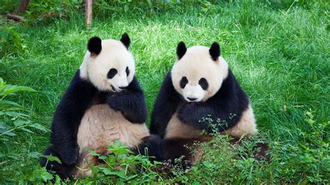 Población Mundial De Pandas En Cautiverio Llega A 633 Especímenes