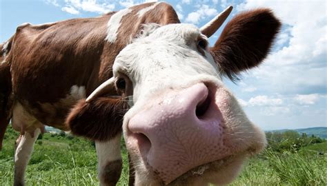 Study Finds Talking To Cows Face To Face Helps Them Relax Newshub