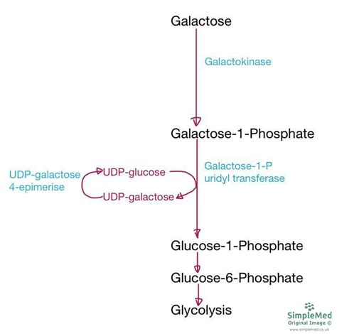 4 Glycolysis Simplemed Learning Medicine Simplified