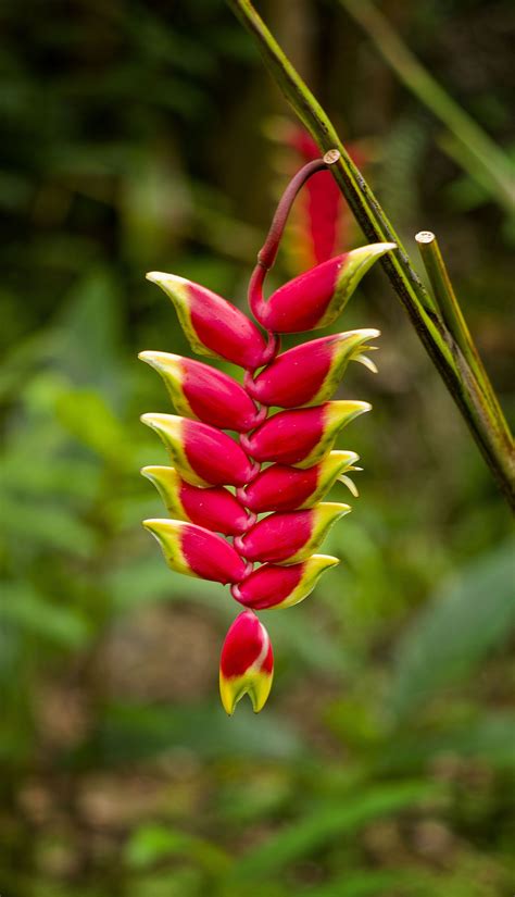 Always Hawaiian Plant Names Ideas Wuling