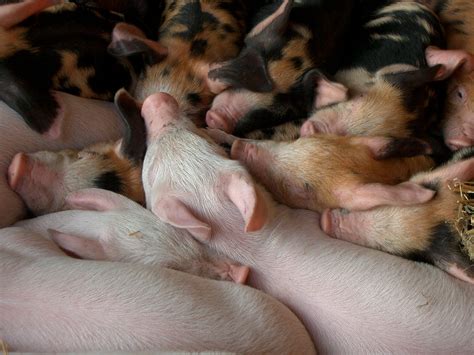 Importance Of Weaning In Piglets And Management Strategies