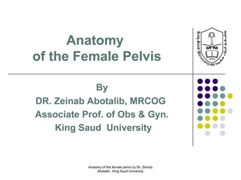 Ppt Anatomy Of The Female Pelvis Powerpoint Presentation Free