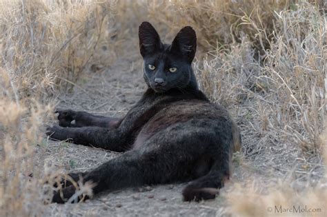 Manja The Rare Melanistic Serval Cat Roams The Serengeti In Tanzania World Zone