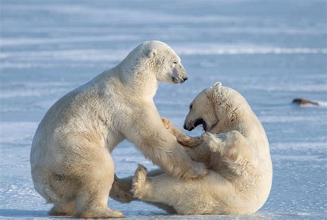 Incredible Snaps Show Two Polar Bears Cubs Play Fighting In The Snow