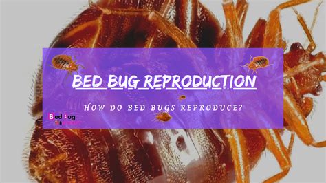 how do bed bugs reproduce bed bug authority