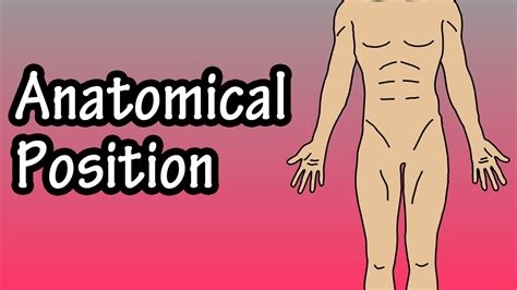 anatomical position what is the anatomical position youtube