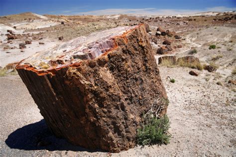 How Prehistoric Trees Became Arizonas Petrified National Forest Kids