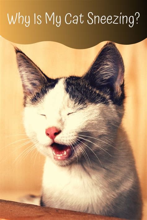 11 Causes Of Cat Sneezing Petsium
