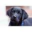 Black Puppy Adorable  HD Desktop Wallpapers 4k