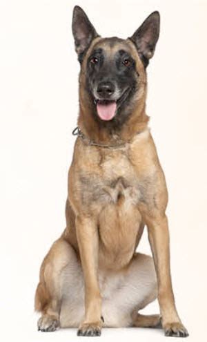 Of, from, or pertaining to belgium or the belgian people. Belgian Malinois