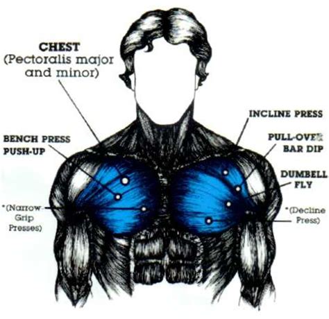 Human Chest Muscles Diagram Female Chest Muscles Anatomy Diagram