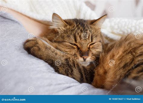 Cat Sleeping In A Human Arm Stock Image Image Of Furry Friend 103873627