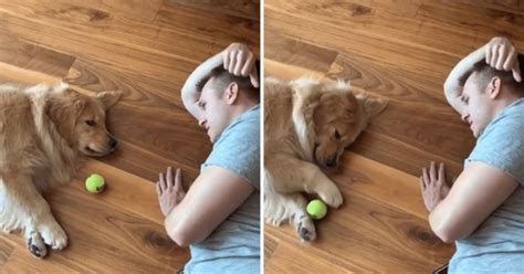 Watch This Golden Retriever Play The Laziest Game Of Fetch Ever