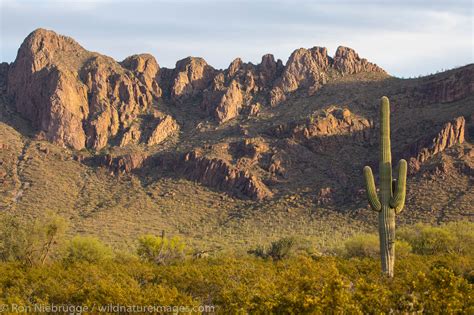 Desert Landscape | Tucson, Arizona. | Ron Niebrugge Photography