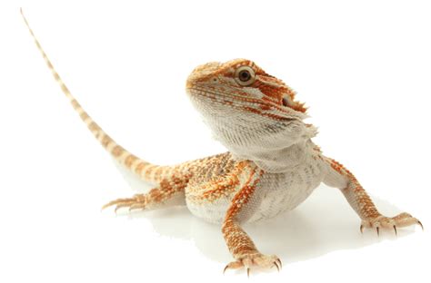 Our community is ready to answer. Adam's Pet Safari | Exotic Pet Store & Supply | Chester NJ