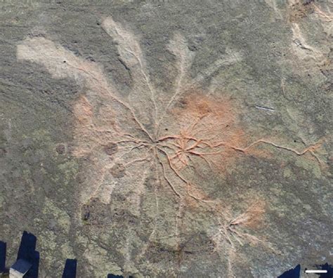 Arriba 71 Imagen Gilboa Fossil Forest Abzlocalmx