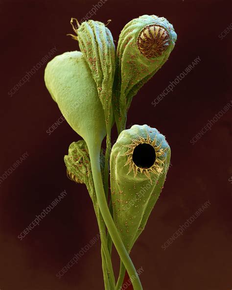 Moss Spore Capsules Sem Stock Image B4000062 Science Photo Library
