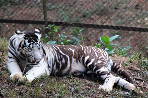 Filewhite Tiger Nandankananjpeg Wikimedia Commons