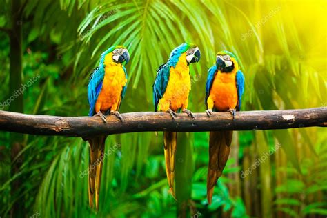 Blue And Yellow Macaw Stock Photo By ©dmitryrukhlenko 13336173