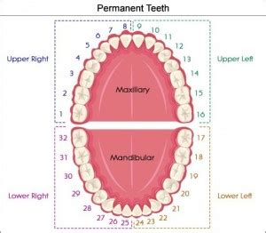 Tooth number 1 is the tooth farthest back on the right side of your mouth in the upper (maxillary) jaw. What are All Those Numbers and Letters my Ballston Spa ...