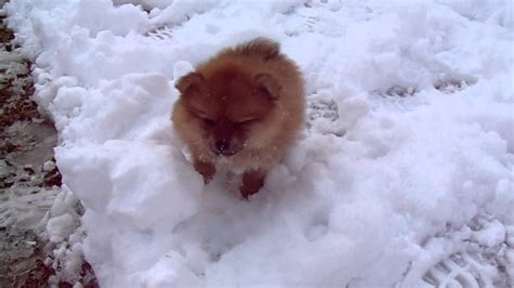 Pomeranian Puppy Running Through The Snow Youtube