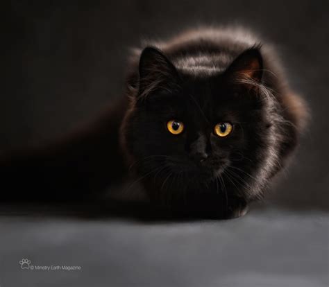 5 Reasons Why Black Cats Make Ideal Pets Ministry Earth