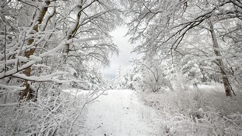 Winter Wonderland In Snow Covered Forest Latvia — Stock