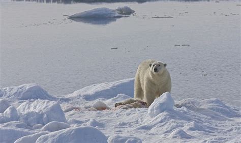 Flash News Nature At Its Wildestthe Shocking Images Showing Polar