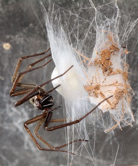 Giant House Spiders Are Invading British Homes Following Wet And Warm