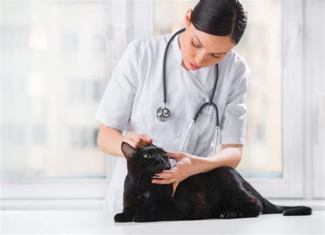 Nasal Dermatoses In Cats Diseases Of The Skin On Nose Petmd