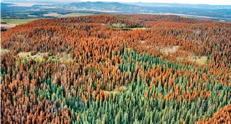 Researching A New Tool Against The Devastating Mountain Pine Beetle