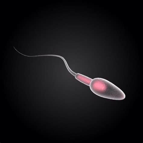 Sperm Cell Thespermcell Twitter