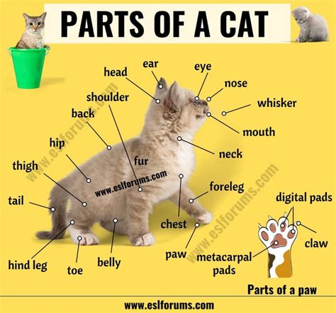 Cat Anatomy Different Parts Of A Cat With Esl Picture Esl Forums
