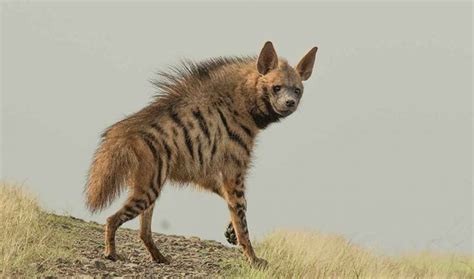 Striped Hyena The Animal Facts Appearance Diet Habitat Behavior