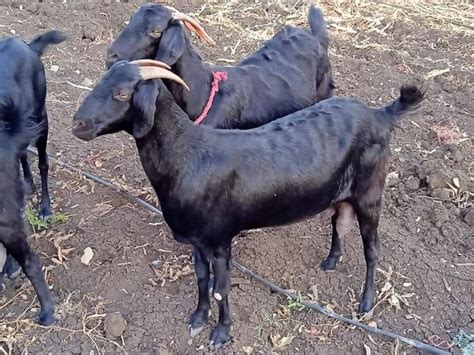 Osmanabadi Goat Contract Farming At Best Price In Bangalore Karnataka