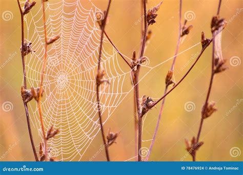 Spiders Web In Autumn Stock Photo Image Of Nature Plant 78476924