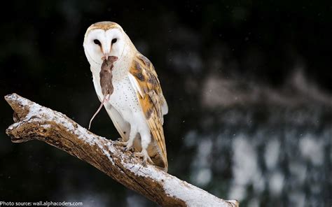 Interesting Facts About Barn Owls Just Fun Facts