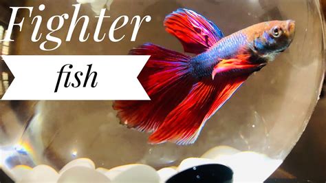 Fighter Fish In Our Home Youtube
