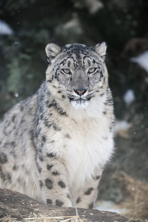 On A Himalayan Adventure The Story Of The Snow Leopard Travelettes Bloglovin