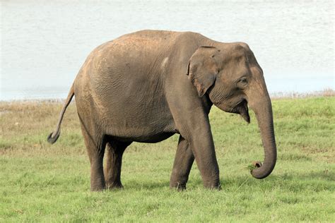 Elefante Asiático Características Fotos Ameaças Biologia Infoescola